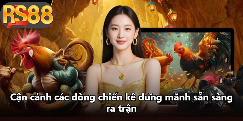 Cận cảnh các dòng chiến kê dũng mãnh sẵn sàng ra trận