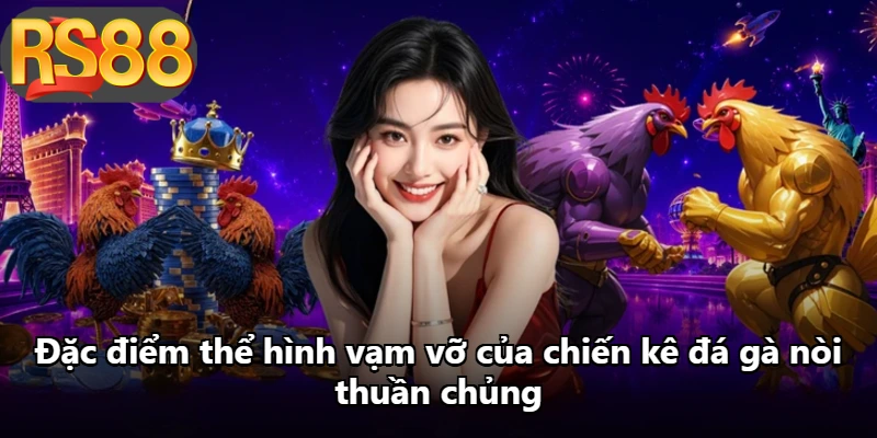 Đặc điểm thể hình vạm vỡ của chiến kê đá gà nòi thuần chủng