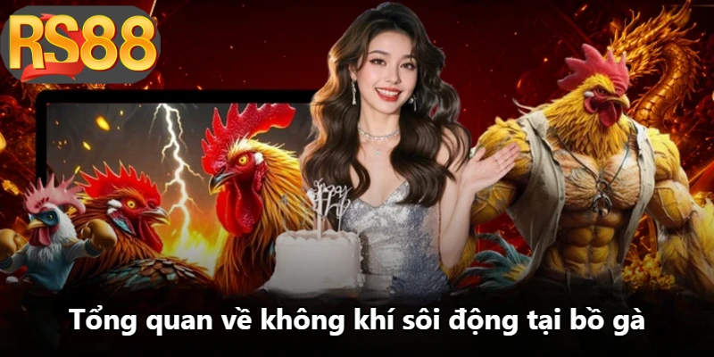 Tổng quan về không khí sôi động tại bồ gà